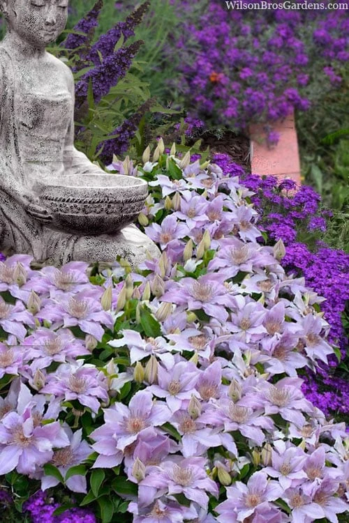 Filigree Clematis - 1 Gallon Pot 6 Filigree Clematis - 1 Gallon Pot - Image 4