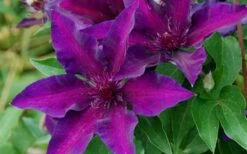 Fleuri Clematis - 1 Gallon Pot 13 Fleuri Clematis - 1 Gallon Pot -Garden Plants Shop clematis fleuri 10