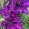 Fleuri Clematis - 1 Gallon Pot -Garden Plants Shop clematis fleuri 14
