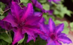 Fleuri Clematis - 1 Gallon Pot 11 Fleuri Clematis - 1 Gallon Pot -Garden Plants Shop clematis fleuri 19