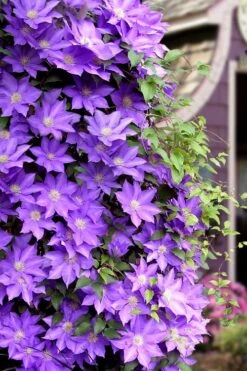 General Sikorski Clematis - 1 Gallon Pot -Garden Plants Shop clematis general sikorski 11