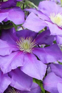 General Sikorski Clematis - 1 Gallon Pot -Garden Plants Shop clematis general sikorski 6