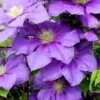 General Sikorski Clematis - 1 Gallon Pot -Garden Plants Shop clematis general sikorski 7