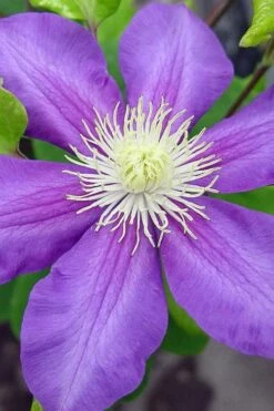 General Sikorski Clematis - 1 Gallon Pot -Garden Plants Shop clematis general sikorski 8