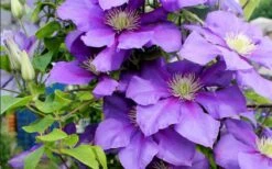 General Sikorski Clematis - 1 Gallon Pot -Garden Plants Shop clematis general sikorski 9
