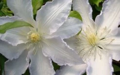 Gillian Blades Clematis - 1 Gallon Pot -Garden Plants Shop clematis gillian blades 4