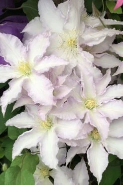 Gillian Blades Clematis - 1 Gallon Pot -Garden Plants Shop clematis gillian blades 500x750 1