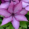 Giselle Clematis - 1 Gallon Pot -Garden Plants Shop clematis giselle 9