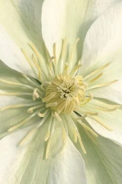 Guernsey Cream Clematis - 1 Gallon Pot -Garden Plants Shop clematis guernsey cream 1