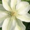 Guernsey Cream Clematis - 1 Gallon Pot -Garden Plants Shop clematis guernsey cream 2