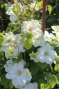 Guernsey Cream Clematis - 1 Gallon Pot -Garden Plants Shop clematis guernsey cream 3