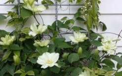 Guernsey Cream Clematis - 1 Gallon Pot -Garden Plants Shop clematis guernsey cream 4