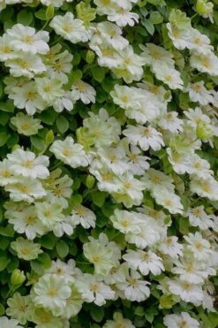 Guernsey Cream Clematis - 1 Gallon Pot -Garden Plants Shop clematis guernsey cream 5