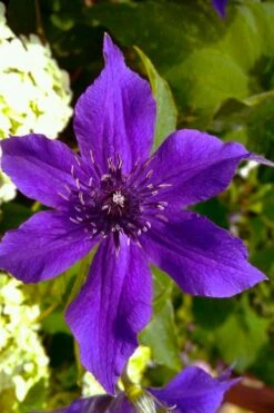 Guiding Promise Clematis - 1 Gallon Pot 9 Guiding Promise Clematis - 1 Gallon Pot -Garden Plants Shop clematis guiding promise 1