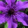 Guiding Promise Clematis - 1 Gallon Pot 2 Guiding Promise Clematis - 1 Gallon Pot -Garden Plants Shop clematis guiding promise 4