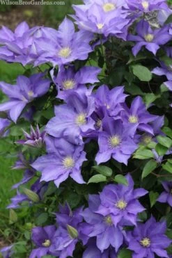 H. F. Young Clematis - 3 Gallon Pot -Garden Plants Shop clematis h f young 13 1