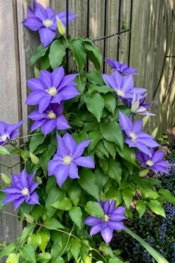 H. F. Young Clematis - 3 Gallon Pot -Garden Plants Shop clematis h f young 5 1