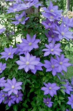 H. F. Young Clematis - 3 Gallon Pot -Garden Plants Shop clematis h f young 9 1