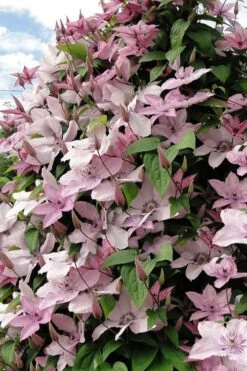Hagley Hybrid Clematis - 1 Gallon Pot -Garden Plants Shop clematis hagley hybrid 11
