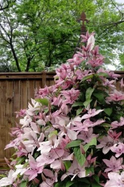 Hagley Hybrid Clematis - 1 Gallon Pot -Garden Plants Shop clematis hagley hybrid 12