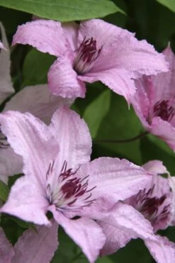 Hagley Hybrid Clematis - 1 Gallon Pot -Garden Plants Shop clematis hagley hybrid 14