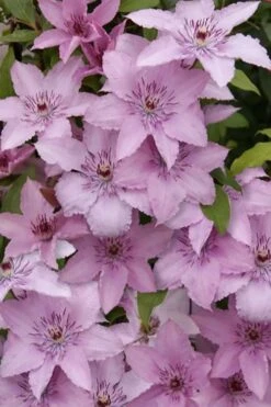 Hagley Hybrid Clematis - 1 Gallon Pot -Garden Plants Shop clematis hagley hybrid 15