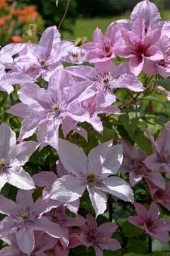 Hagley Hybrid Clematis - 1 Gallon Pot -Garden Plants Shop clematis hagley hybrid 18