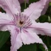 Hagley Hybrid Clematis - 1 Gallon Pot -Garden Plants Shop clematis hagley hybrid 20