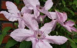 Hagley Hybrid Clematis - 1 Gallon Pot -Garden Plants Shop clematis hagley hybrid 21