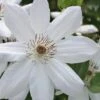 Henryi Clematis - 1 Gallon Pot 1 Henryi Clematis - 1 Gallon Pot -Garden Plants Shop clematis henryi 5