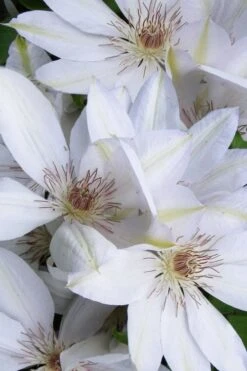 Henryi Clematis - 1 Gallon Pot -Garden Plants Shop clematis henryi 7
