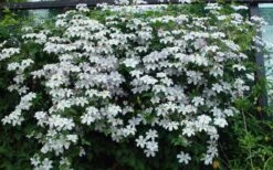 Huldine Clematis - 1 Gallon Pot -Garden Plants Shop clematis huldine 11