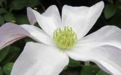 Huldine Clematis - 1 Gallon Pot -Garden Plants Shop clematis huldine 3