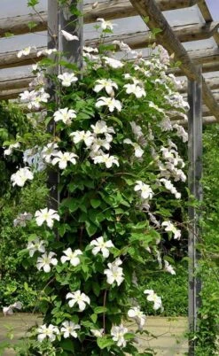 Huldine Clematis - 1 Gallon Pot -Garden Plants Shop clematis huldine 7jpg