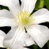 Huldine Clematis - 1 Gallon Pot -Garden Plants Shop clematis huldine 8