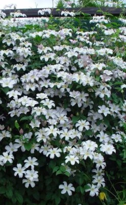 Huldine Clematis - 1 Gallon Pot -Garden Plants Shop clematis huldine 9