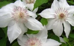 Hyde Hall Clematis - 1 Gallon Pot -Garden Plants Shop clematis hyde hall 1