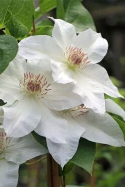 Hyde Hall Clematis - 1 Gallon Pot -Garden Plants Shop clematis hyde hall 4