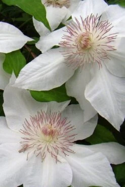 Hyde Hall Clematis - 1 Gallon Pot -Garden Plants Shop clematis hyde hall 5