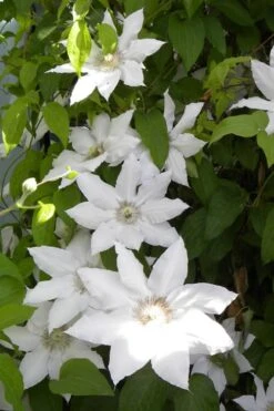 Hyde Hall Clematis - 1 Gallon Pot -Garden Plants Shop clematis hyde hall 6