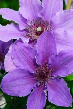 Ines Clematis - 1 Gallon Pot -Garden Plants Shop clematis ines 3