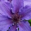 Ines Clematis - 1 Gallon Pot -Garden Plants Shop clematis ines 5