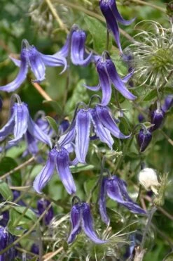 Clematis Integrifolia (Solitary Bush Clematis) - 1 Gallon Pot -Garden Plants Shop clematis integrifolia soiltary bush clematis 4
