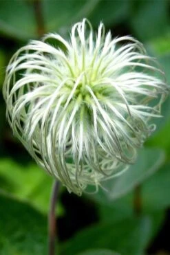 Clematis Integrifolia (Solitary Bush Clematis) - 1 Gallon Pot -Garden Plants Shop clematis integrifolia soiltary bush clematis 6