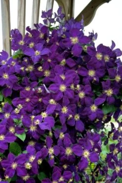 Jakmanii Purple Clematis - 1 Gallon Pot -Garden Plants Shop clematis jackmanii 5