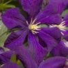 Jakmanii Purple Clematis - 1 Gallon Pot -Garden Plants Shop clematis jackmanii 7