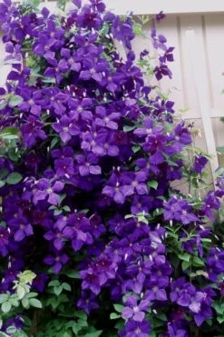 Jakmanii Purple Clematis - 1 Gallon Pot -Garden Plants Shop clematis jackmanii 9