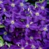Jackmanii Superba Clematis - 1 Gallon Pot -Garden Plants Shop clematis jackmanii superba 1