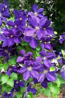 Jackmanii Superba Clematis - 1 Gallon Pot 11 Jackmanii Superba Clematis - 1 Gallon Pot -Garden Plants Shop clematis jackmanii superba 3