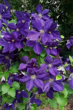 Jackmanii Superba Clematis - 1 Gallon Pot 12 Jackmanii Superba Clematis - 1 Gallon Pot -Garden Plants Shop clematis jackmanii superba 4